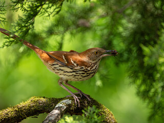 Brown thrasher eating insect in a bush
