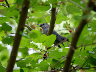 Gray catbird in a mulberry tree with berries