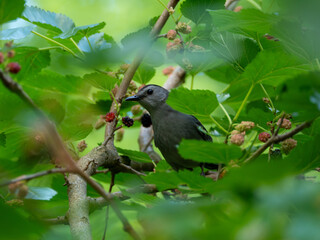 Gray catbird in a mulberry tree with berries