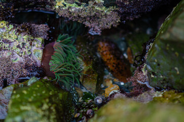Vivid sea anemone with green tentacles nestled among rocks in a coastal tidal pool, showcasing marine biodiversity and vibrant ocean ecosystem.