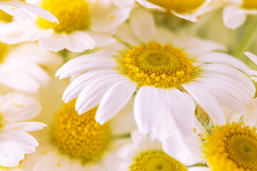 Obraz premium Bright abstract background with beautifull chamomile flowers macro view, selective focus.