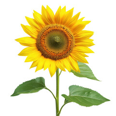 Obraz premium Bright sunflower with vibrant petals and green leaves against a clean Transparent background, Isolated image sunflower on PNG background