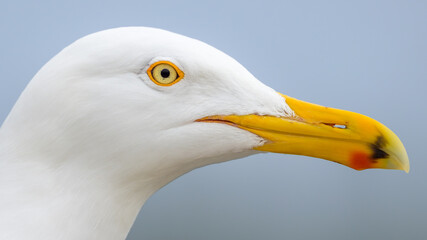 Extreme close-up of Seagull head and face 