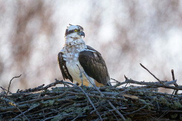 Osprey sitting on nest