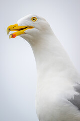 Close-up of Seagull head and neck with beak open