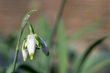 Close up of a Franz Josef greater snowdrop (galanthus elwesii) flower