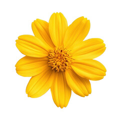 Obraz premium Vibrant yellow autumn flower isolated on Transparent background capturing the essence of seasonal beauty and nature, Vibrant yellow autumn flower isolated on PNG background
