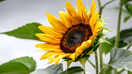 Naklejka premium A Vibrant Sunflower with Golden Petals and A Dark Brow 054844d6 7506 4b60 A60e 044fc08b22c5 0