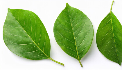 panoramic green leaves on white background