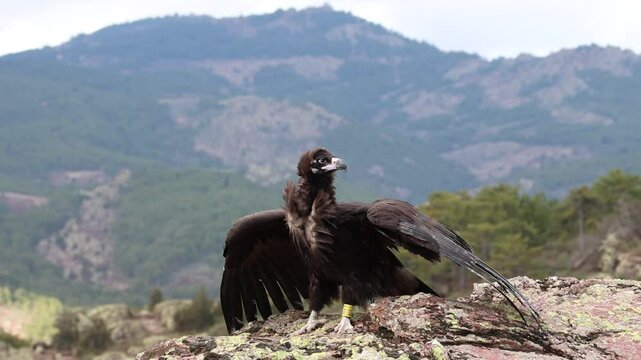 The moment a treated vulture attempts to fly again. Cinereous Vulture, Aegypius monachus.