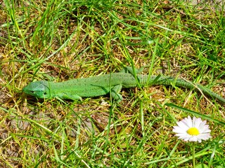 Western green lizard, scientific name occidental lacerta bilineata, in green grass. The lizard...