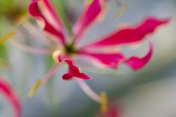 Gloriosa Superba Flower Close-up
Exotic Flame Lily in Bloom
Red Gloriosa Lily Isolated Outdoors
Gloriosa Climbing Lily in Sunlight