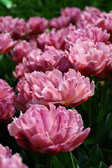 A LOT OF PINK FULL TULIPS GROW