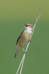 Schilfrohrsänger (Acrocephalus schoenobaenus) sedge warbler