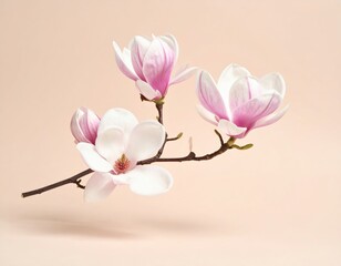 Obraz premium Elegant pink and white magnolia blossoms on branch with soft beige background