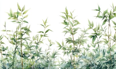 Fototapeta premium Watercolor painting of lush green bamboo foliage against a white background. Detailed leaves and stems create a tranquil scene