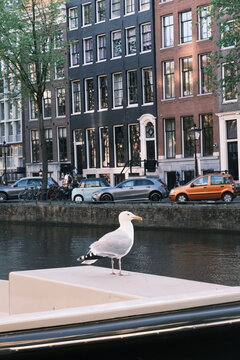 オランダ：アムステルダムの街並みと鴎、A street in Amsterdam, around De 9 Straatjes