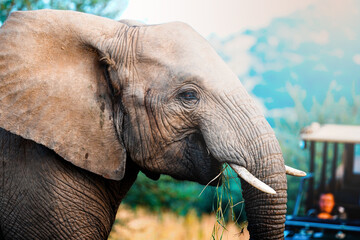 A lone elephant stands majestically in the wild, surrounded by dense green foliage, with soft focus on the lush bush creating a dreamy, artistic atmosphere that highlights natural beauty and wildlife.