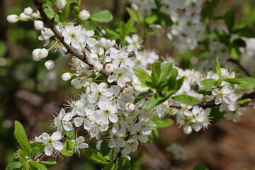 Cherry blossom in spring garden. White flowers and young green leaves on a branch