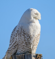 Snowy owl resting