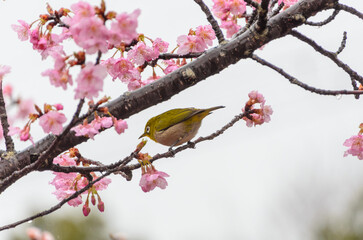 桜の枝にとまるメジロ