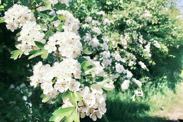 ヨーロッパの農場の花