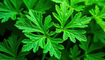 Intricate parsley leaf pattern, vibrant green hues , growth, bright