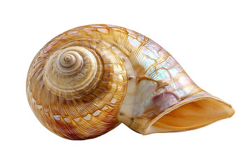Stunning iridescent seashell spiral detailed texture ocean nature on transparent background art gold