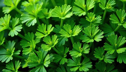 Intricate parsley sprigs forming a leafy pattern , garden, elegant