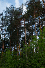 Beautiful tall pines under spring blue sky in sun light in sunny day. Wood landscape. Natural colors