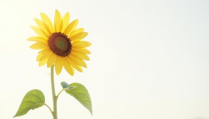 Lone, tall sunflower against a pure white sky, uncommon, sky