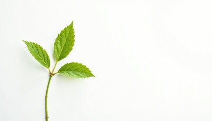 Single, delicate sapling against pure white backdrop , plant, isolated