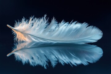 Obraz premium White feather, dark background reflection, serenity, design