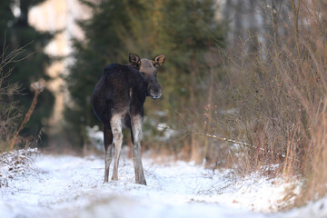 Łoś (Alces alces) moose © Bartosz Rakoczy