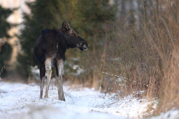 Łoś (Alces alces) moose © Bartosz Rakoczy