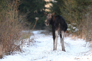 Łoś (Alces alces) moose