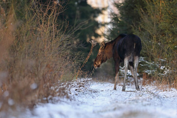 Łoś (Alces alces) moose © Bartosz Rakoczy