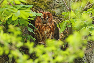 Puszczyk, (Strix aluco), tawny owl © Bartosz Rakoczy