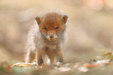 Lis rudy, fox, lis (Vulpes vulpes) © Bartosz Rakoczy