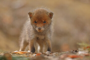 Lis rudy, fox, lis (Vulpes vulpes) © Bartosz Rakoczy