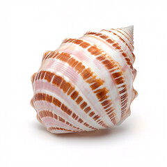 Obraz premium A beautifully patterned sea with spirals and pink hues sits isolated against a clean white background.