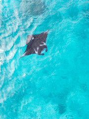 A reef manta ray, Mobula alfredi, swims in shallow water, feeding on zooplankton in the Garacie...