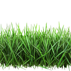 Vibrant green grass blades isolated on lush nature texture lawn park high on transparent background
