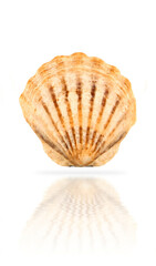 scallop seashell isolated on white background with soft shadows and reflections.