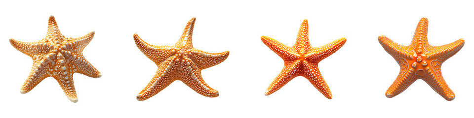 Set, group, collection of An orange starfish isolated on a transparent background.