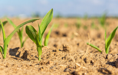 The start of the harvest: Detail of a newborn corn sprout.