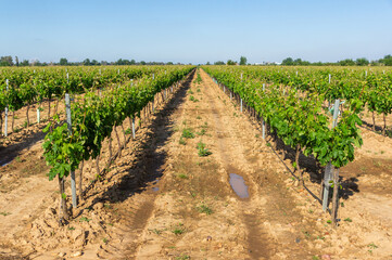 Geometry of the grape: Trellised vineyard rows in longitudinal perspective.