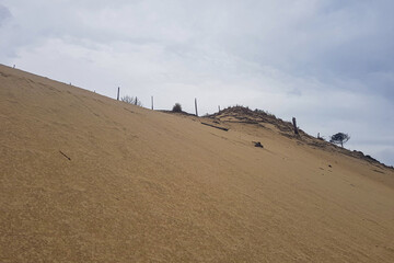 the slope of a sand dune with traces of a forest fire