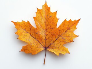 Obraz premium Single autumn maple leaf