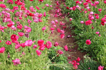 pink ranunculus 